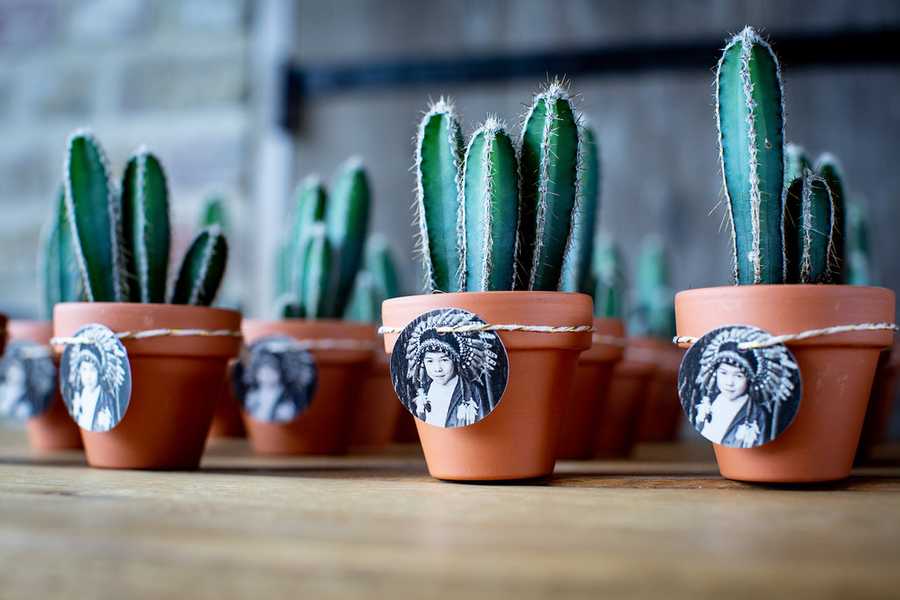 give-away cacti