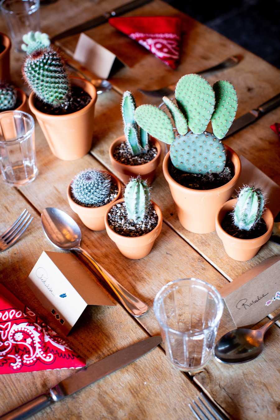 cacti on a table